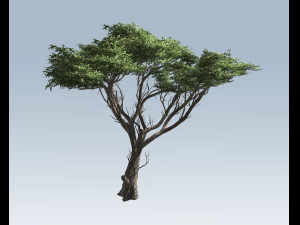 acacia tree 3D-Modell