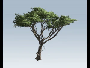 acacia tree 3D Model