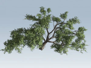 acacia tree 3D Model
