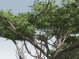 acacia tree 3D Model