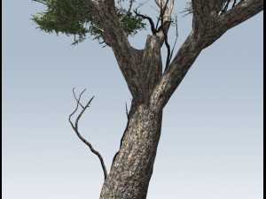 acacia tree 3D-Modell
