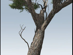 acacia tree 3D Model
