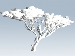 acacia tree 3D-Modell