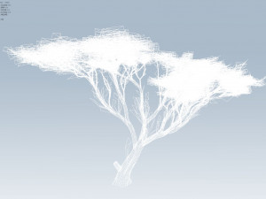 acacia tree 3D-Modell