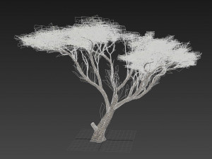 acacia tree 3D-Modell