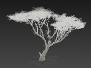 acacia tree 3D Model