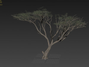 acacia tree 3D-Modell