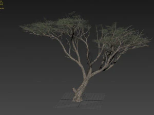 acacia tree 3D Model