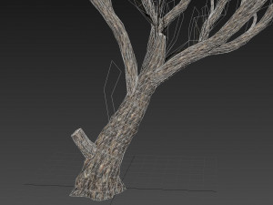 acacia tree 3D-Modell
