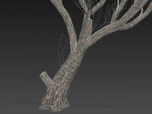 acacia tree 3D Model