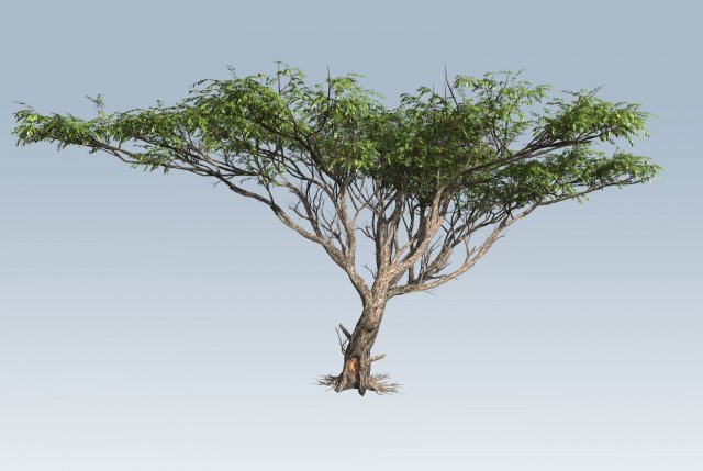 acacia tree 3D-Modell .c4d .max .obj .3ds .fbx .stl .blend 