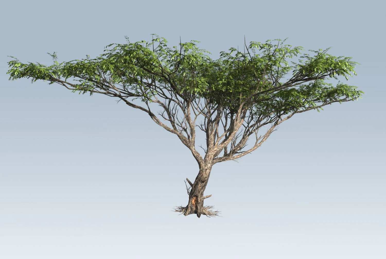 acacia tree 3D Model .c4d .max .obj .3ds .fbx .stl .blend 