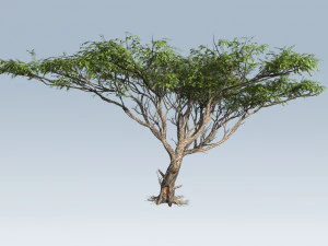acacia tree 3D Model