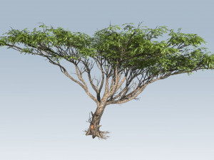acacia tree 3D-Modell
