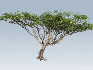 acacia tree 3D Model