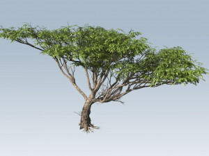 acacia tree 3D-Modell