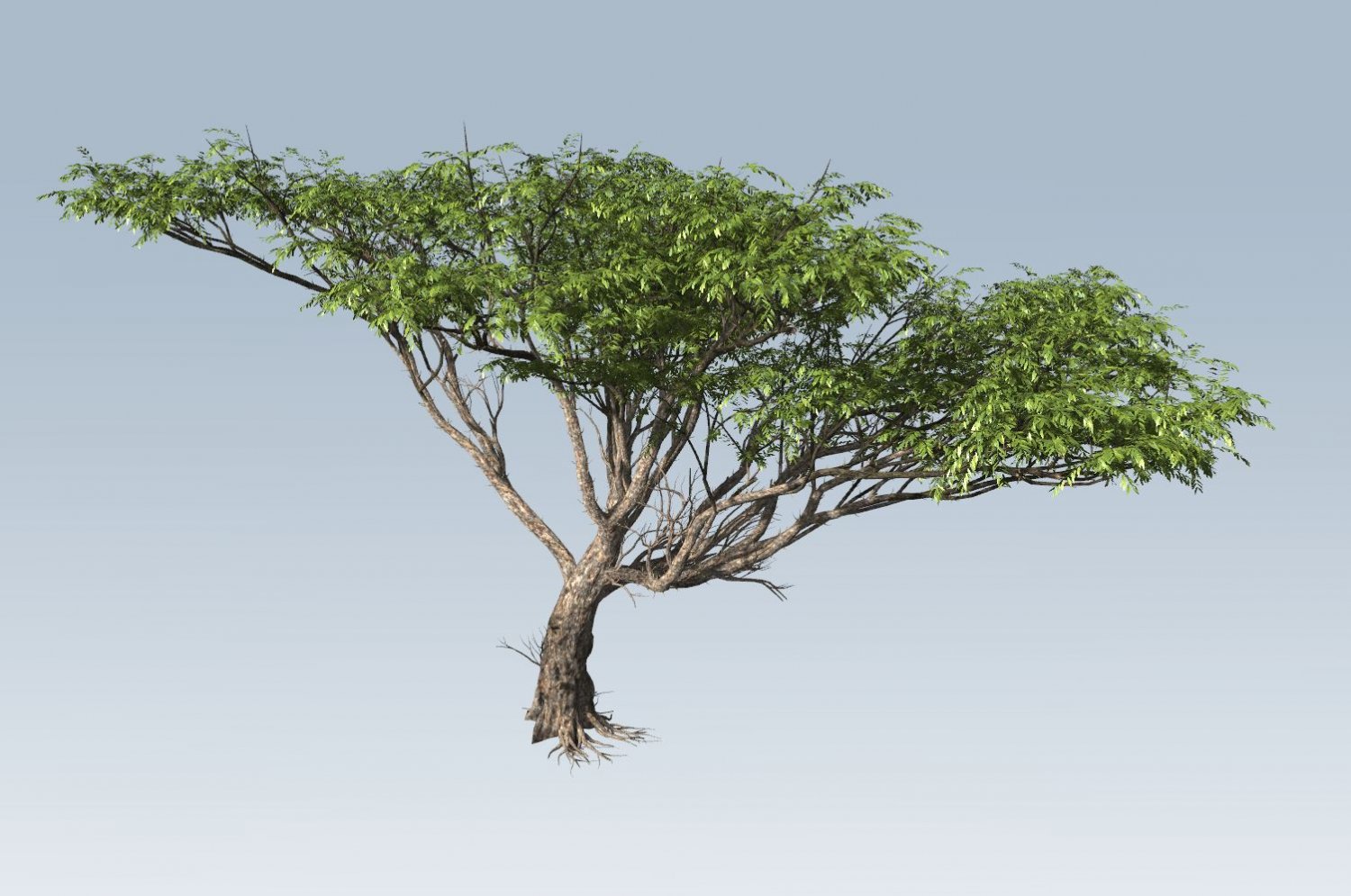 acacia tree 3D Models. 