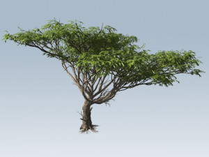acacia tree 3D-Modell