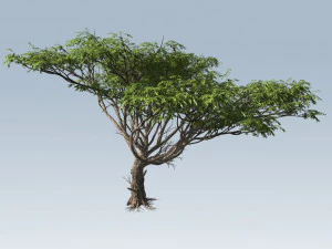 acacia tree 3D Model