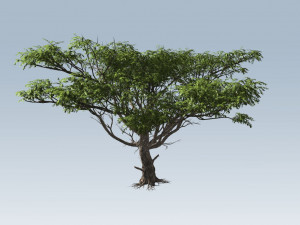 acacia tree 3D-Modell