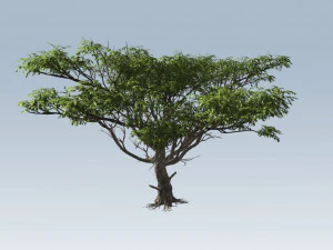 acacia tree 3D Model