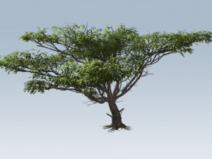acacia tree 3D-Modell
