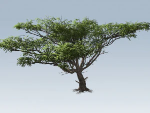 acacia tree 3D Model