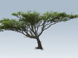 acacia tree 3D Model