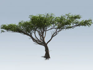 acacia tree 3D Model