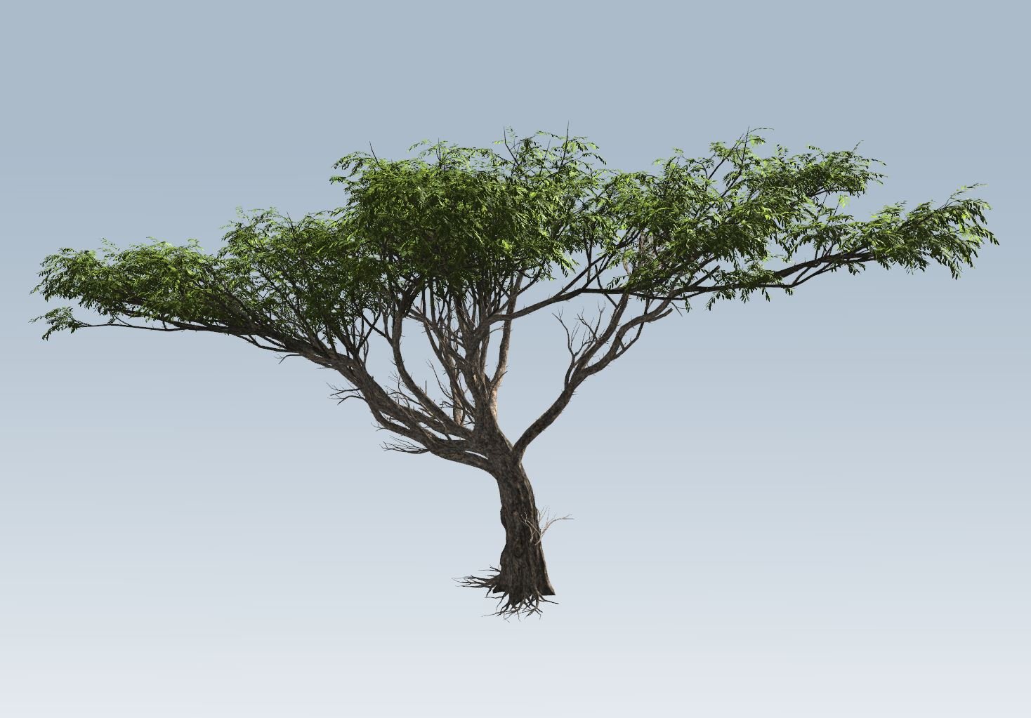 Acacia Tree