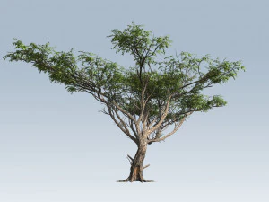 acacia tree 3D Model