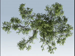 acacia tree 3D Model