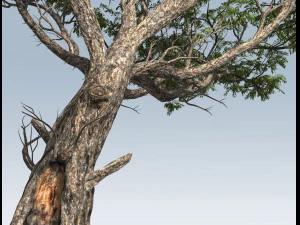 acacia tree 3D Model