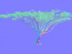 acacia tree 3D Model