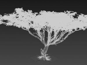 acacia tree 3D-Modell