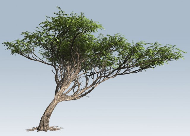Acacia tree Modèle 3D .c4d .max .obj .3ds .fbx .stl .blend 