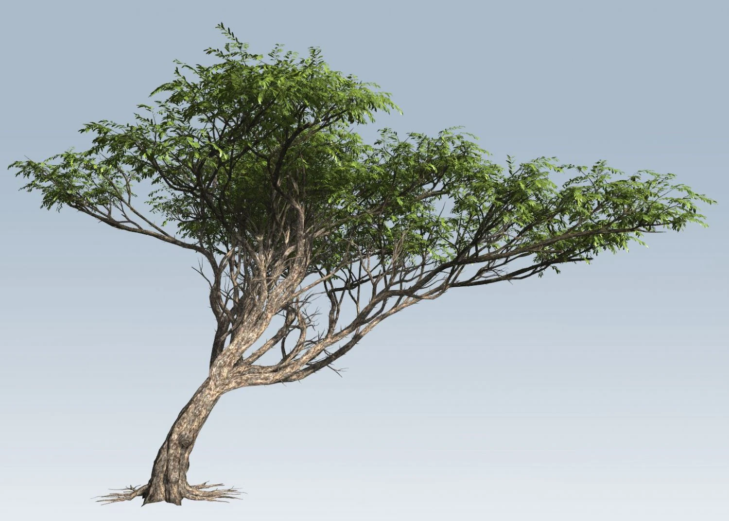Acacia tree 3D Model .c4d .max .obj .3ds .fbx .stl .blend 