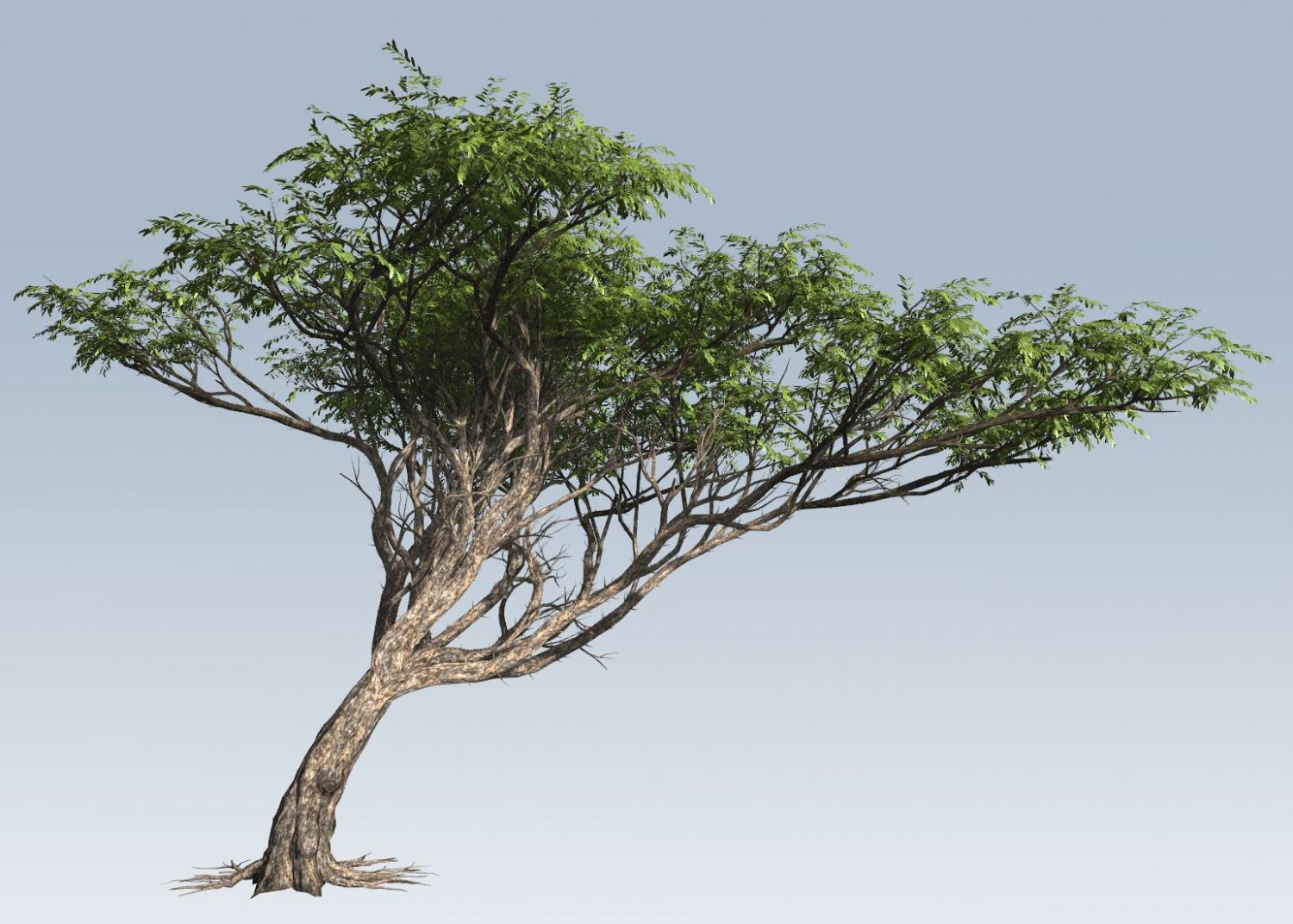 Акация Tree