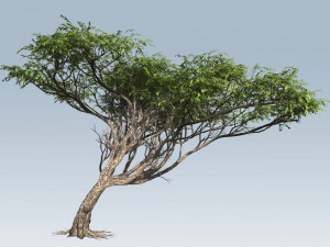 Acacia tree Modèle 3D