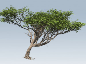 Acacia tree Modèle 3D