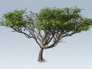 Acacia tree Modèle 3D