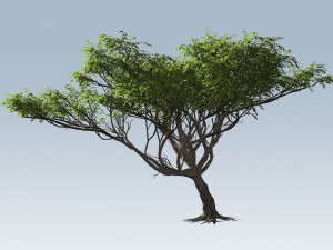 Acacia tree Modèle 3D