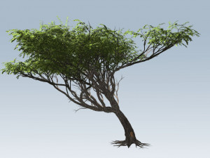 Acacia tree Modèle 3D