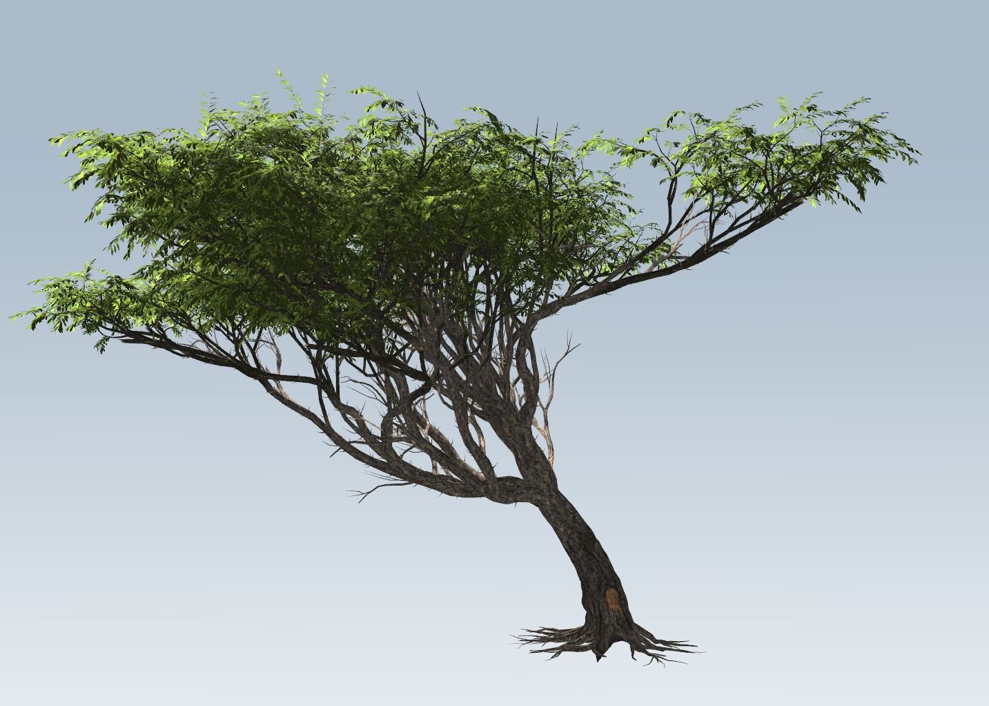 3D 模 型. Acacia tree 3D 模 型. 树. The content that you are about to view may c...