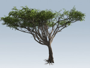 Acacia tree Modèle 3D
