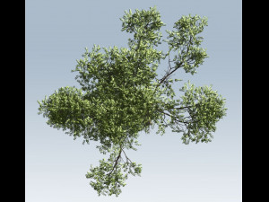 Acacia tree Modèle 3D