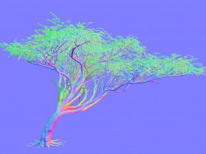 Acacia tree Modèle 3D