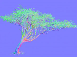 Acacia tree 3D Model