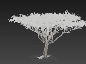 Acacia tree Modèle 3D