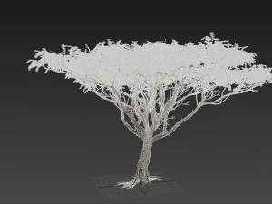 Acacia tree 3D Model
